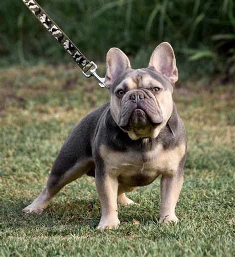 Rolex, French Bulldog (@rolex